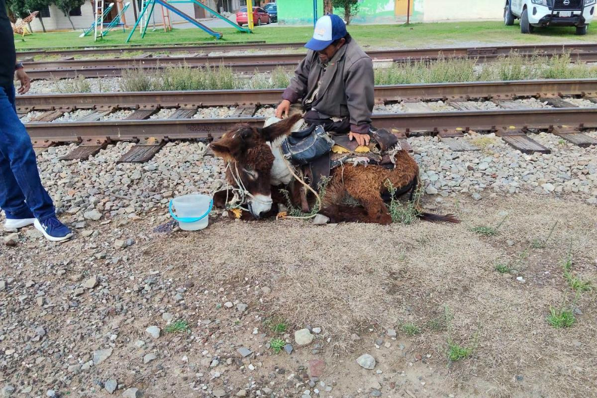 Trasladan a refugio a burrito víctima de presunto maltrato animal en Querétaro