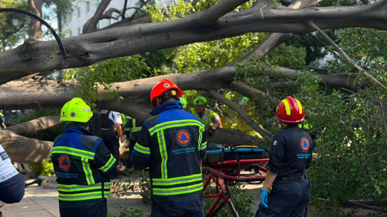 Caída de árbol en la Alameda de Querétaro deja un muerto y dos lesionadas