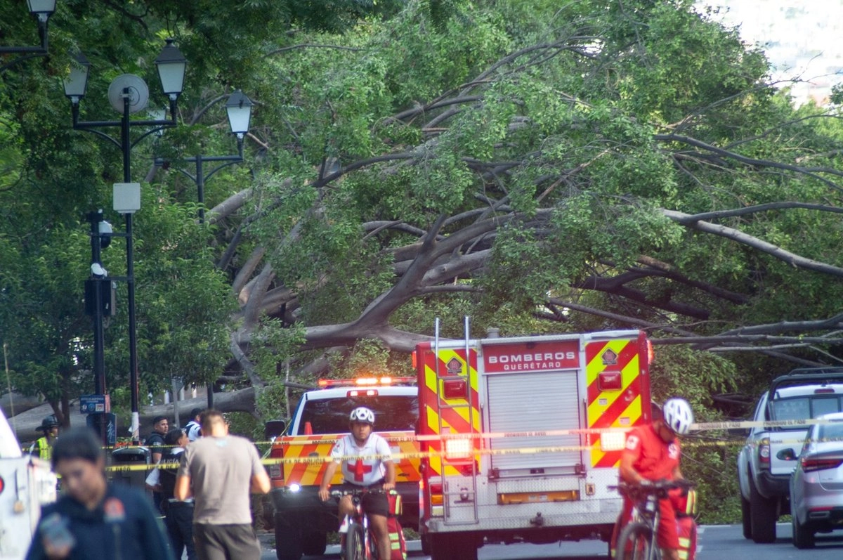 Caída de árbol en Alameda Hidalgo de Querétaro deja un conductor muerto y dos lesionadas